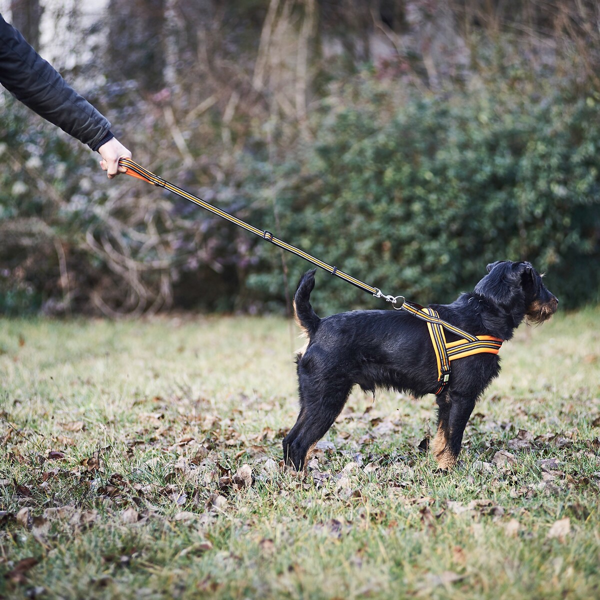 Hundegeschirr Signal – Größe XS (Brustumfang 42–50 cm, Breite 20 mm)