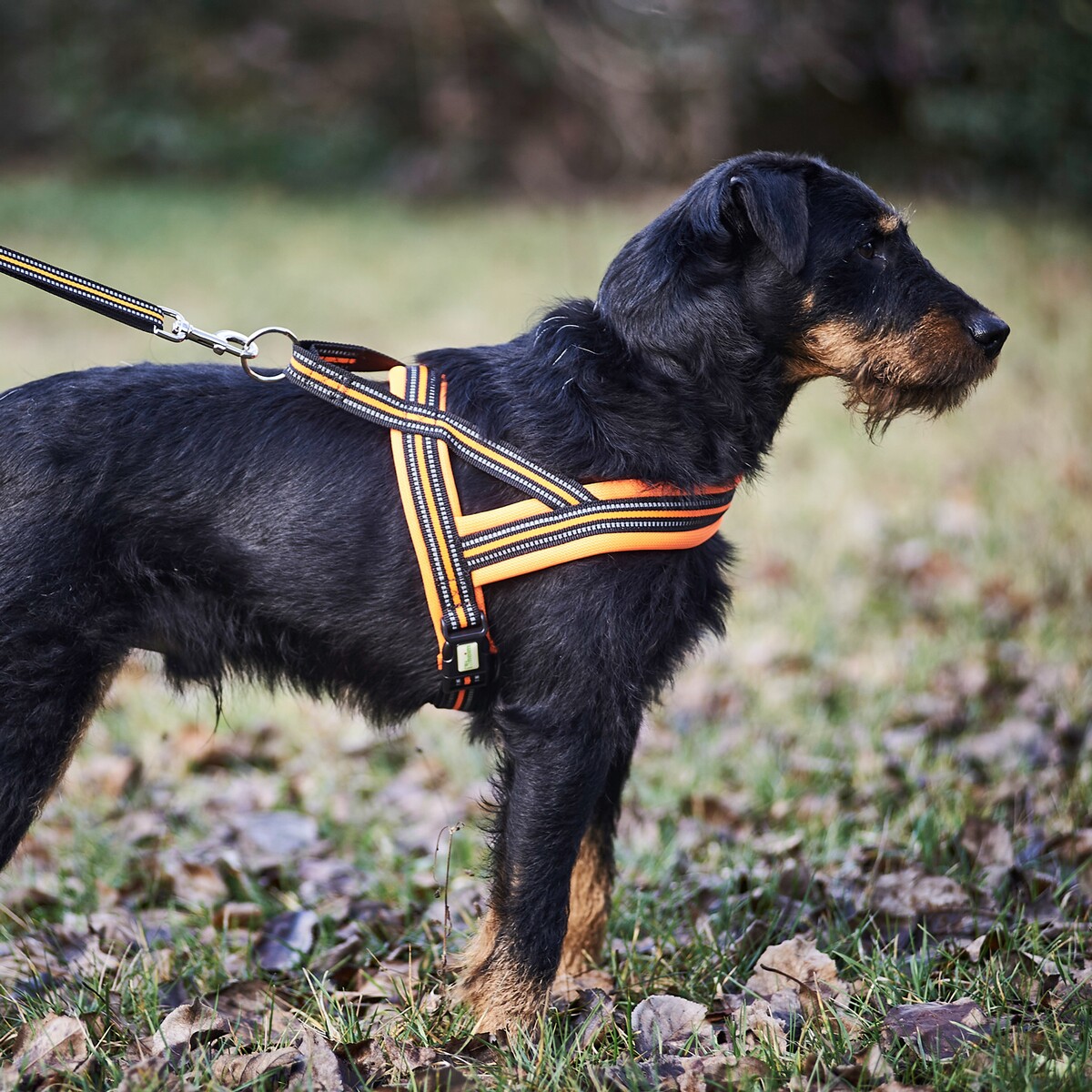 Hundegeschirr Signal – Größe S (Brustumfang 50–58 cm, Breite 20 mm)