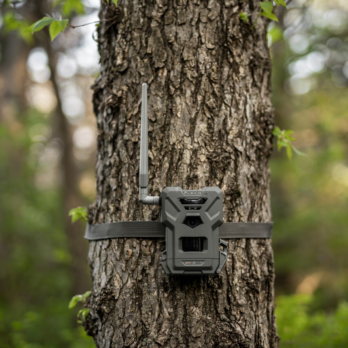 Wildkamera Flex M – Twin Pack