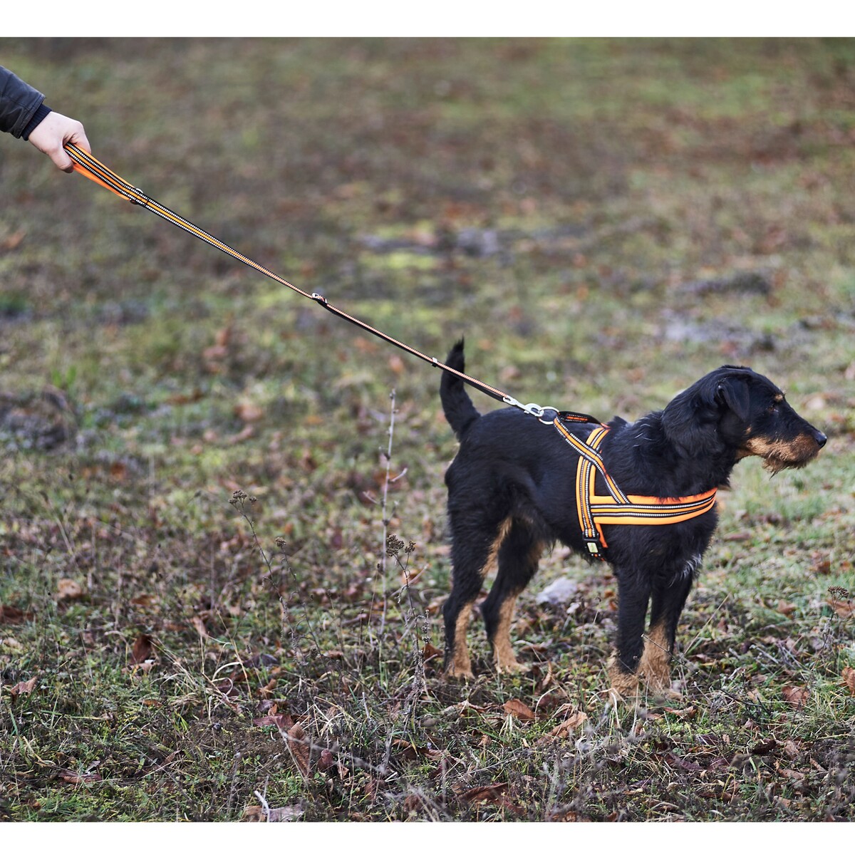 Hundegeschirr Signal – Größe M (Brustumfang 60–70 cm, Breite 25 mm)