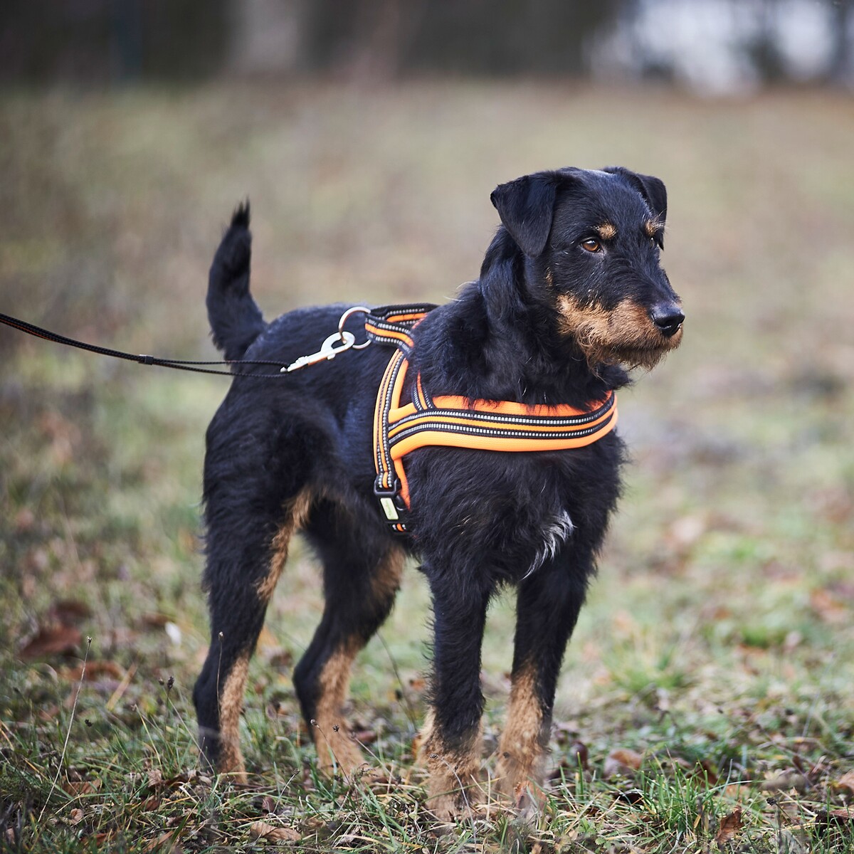Hundegeschirr Signal – Größe M (Brustumfang 60–70 cm, Breite 25 mm)