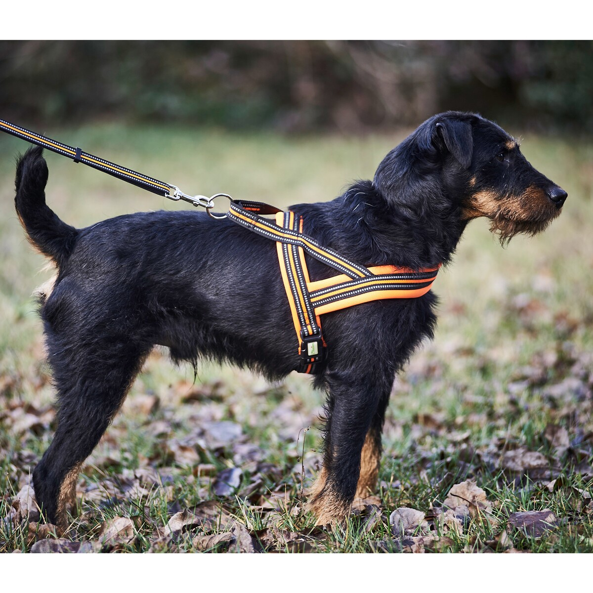 Hundegeschirr Signal – Größe M (Brustumfang 60–70 cm, Breite 25 mm)