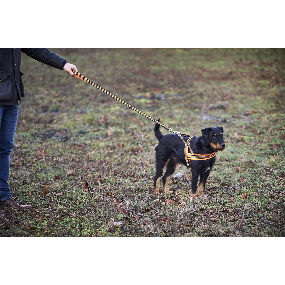 Hundegeschirr Signal – Größe S (Brustumfang 50–58 cm, Breite 20 mm)