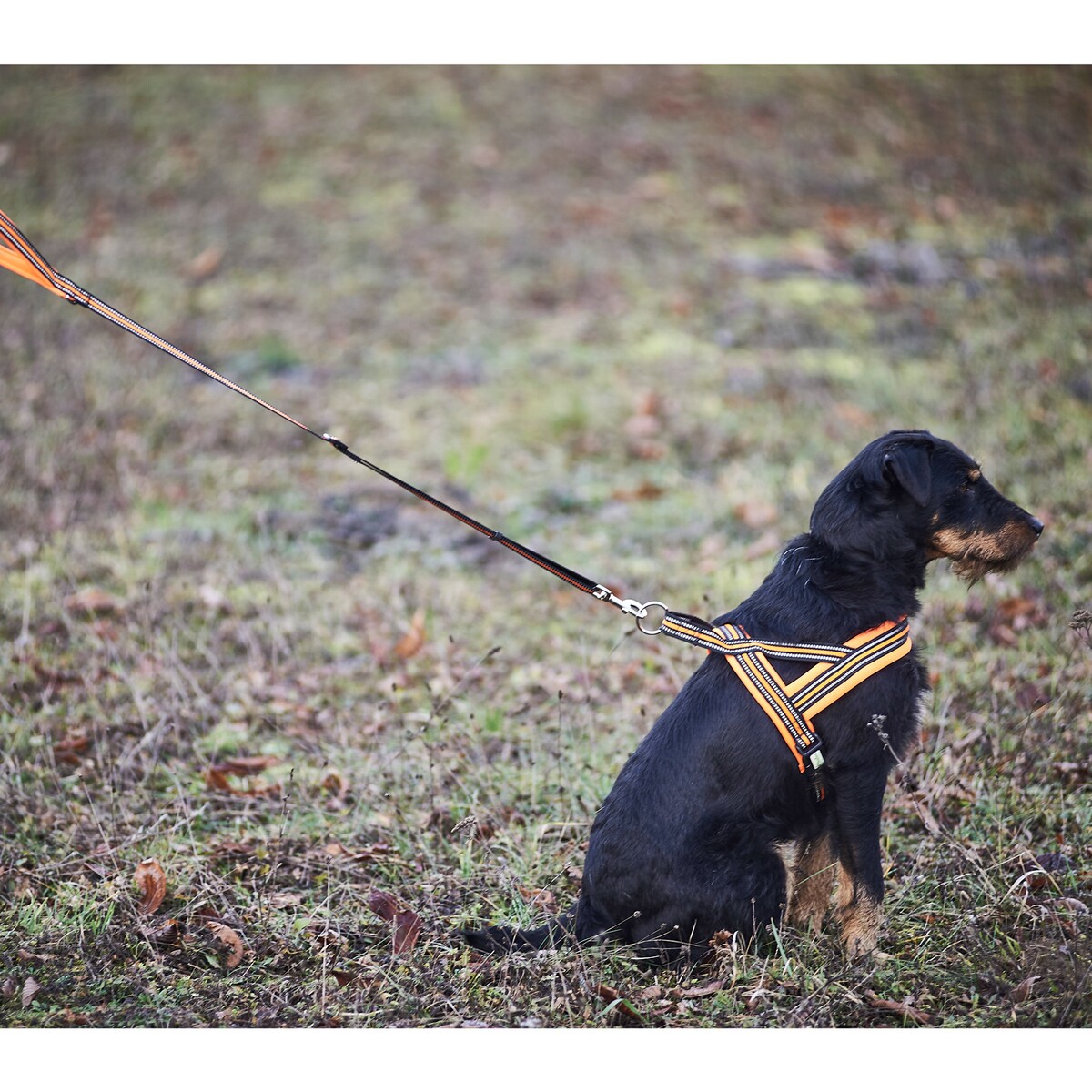 Hundegeschirr Signal – Größe S (Brustumfang 50–58 cm, Breite 20 mm)