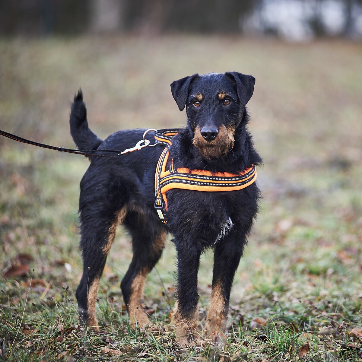Hundegeschirr Signal – Größe S (Brustumfang 50–58 cm, Breite 20 mm)