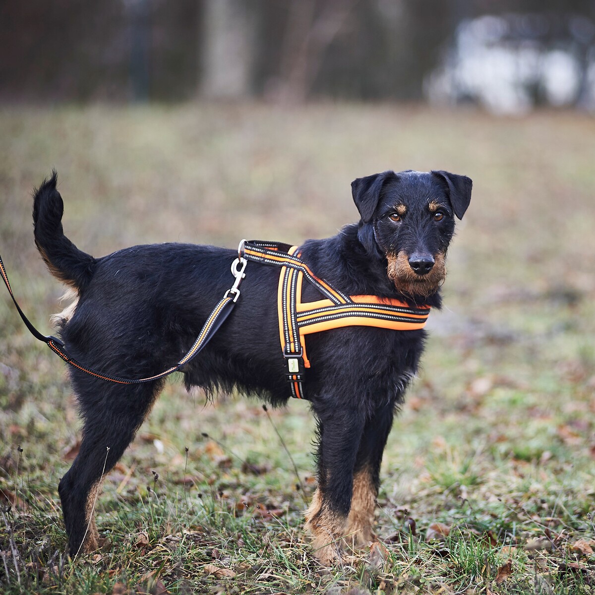 Hundegeschirr Signal – Größe S (Brustumfang 50–58 cm, Breite 20 mm)