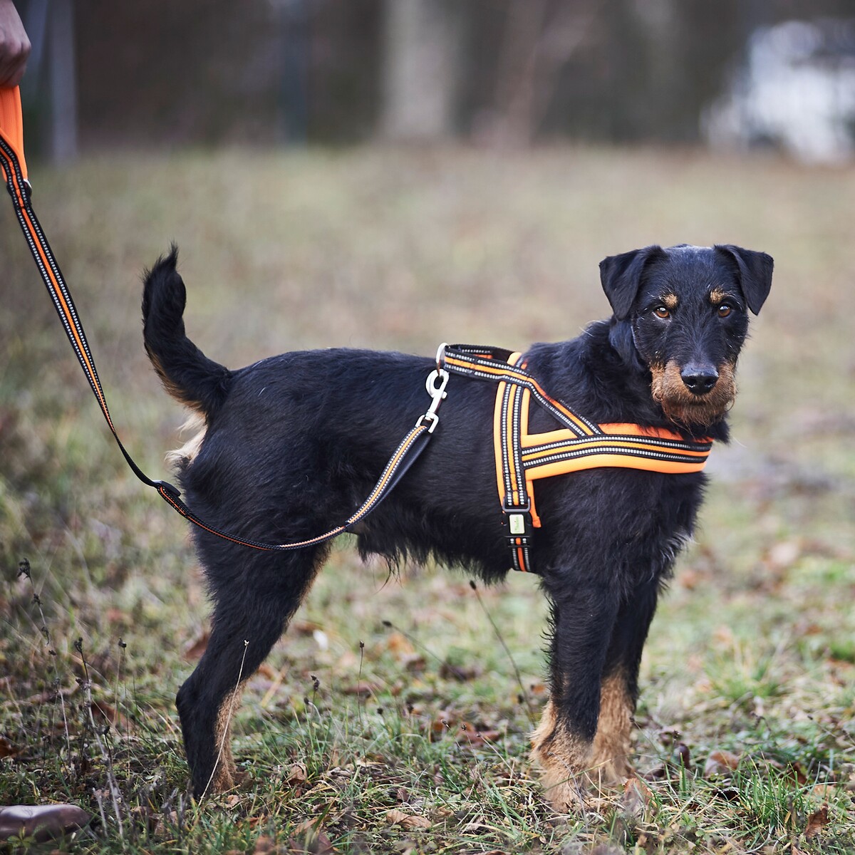 Hundegeschirr Signal – Größe M (Brustumfang 60–70 cm, Breite 25 mm)