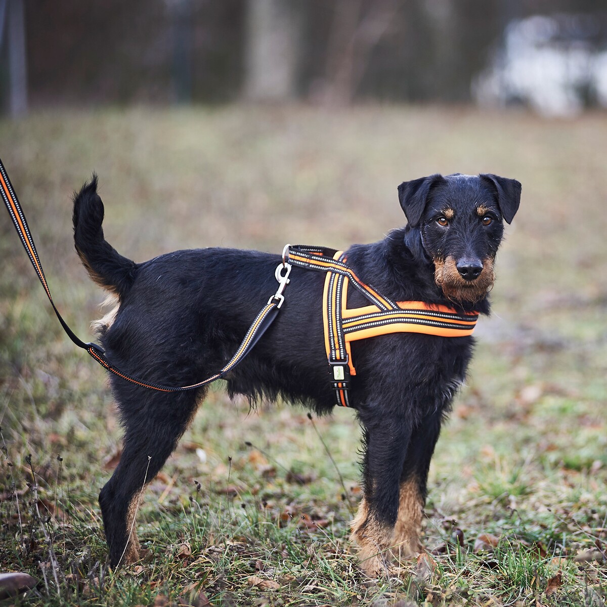 Hundegeschirr Signal – Größe M (Brustumfang 60–70 cm, Breite 25 mm)