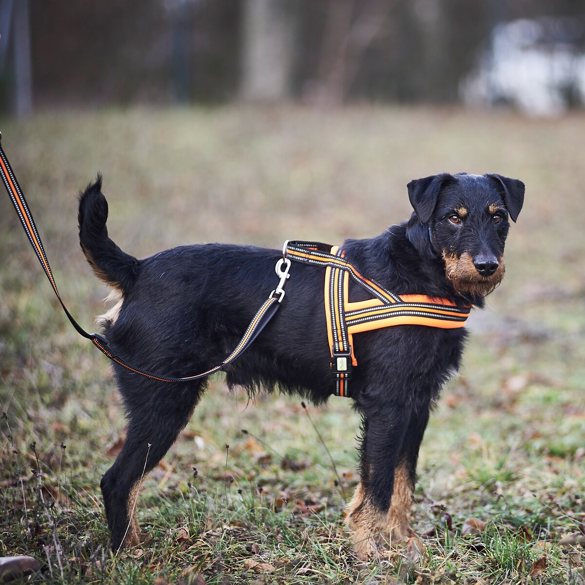 Hundegeschirr Signal – Größe M (Brustumfang 60–70 cm, Breite 25 mm)