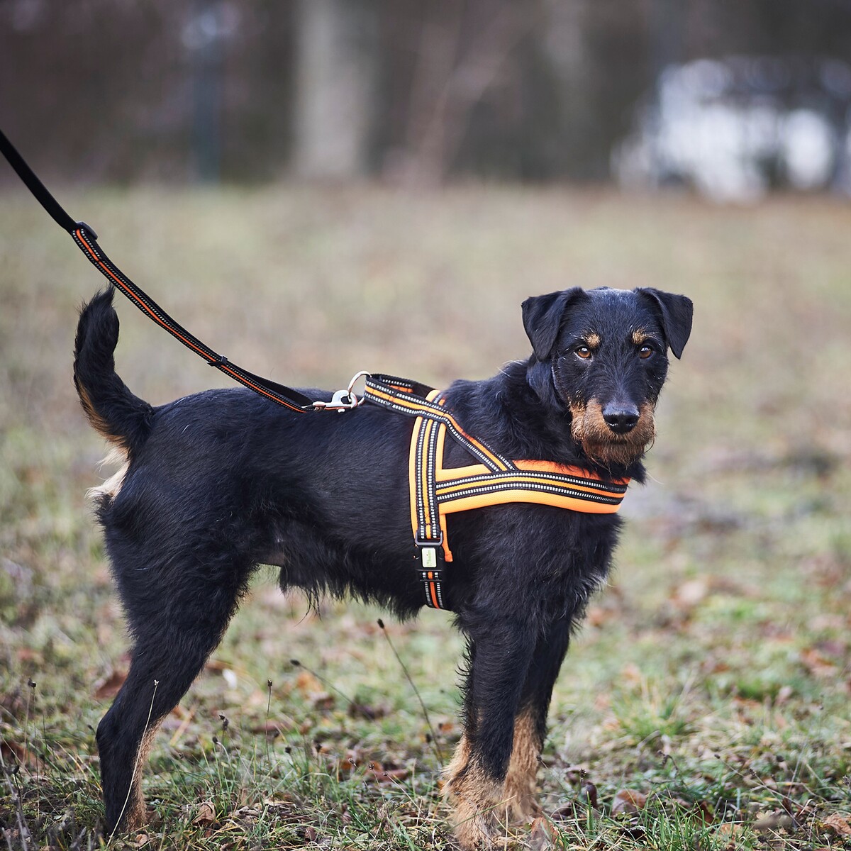 Hundegeschirr Signal – Größe M (Brustumfang 60–70 cm, Breite 25 mm)