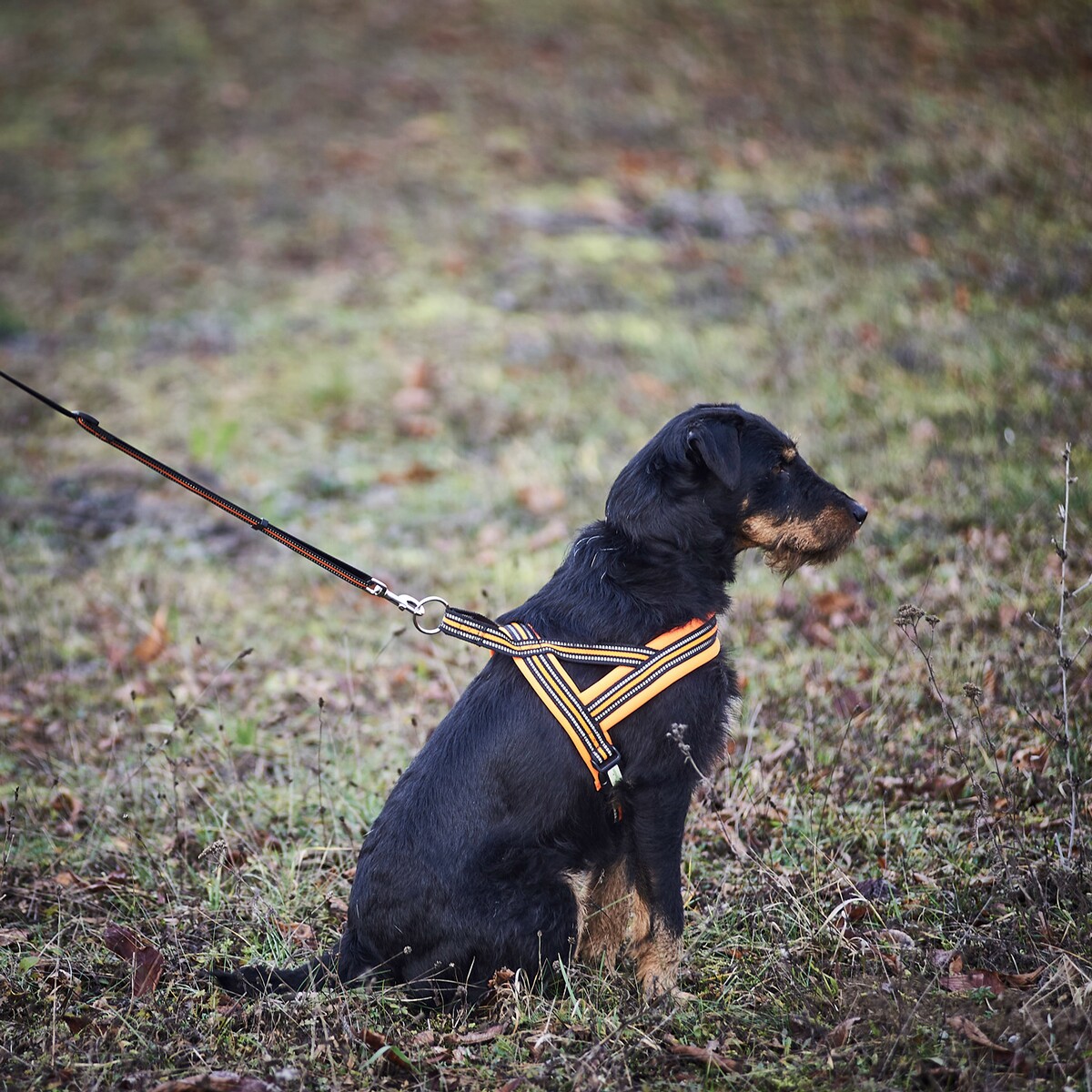 Hundegeschirr Signal – Größe M (Brustumfang 60–70 cm, Breite 25 mm)