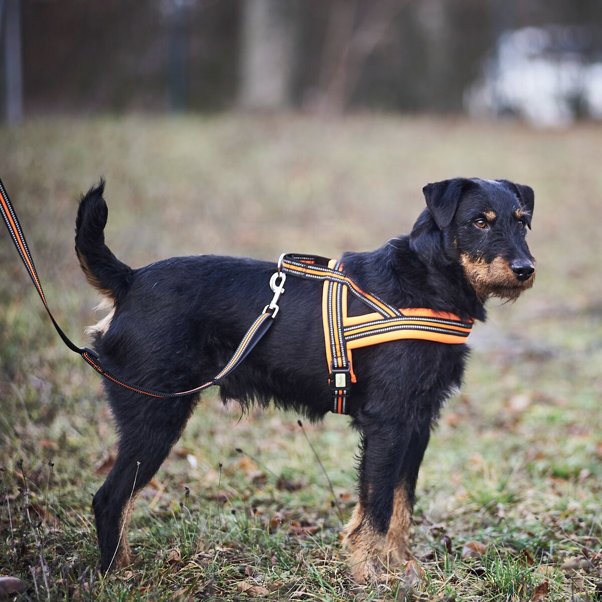 Hundegeschirr Signal – Größe XS (Brustumfang 42–50 cm, Breite 20 mm)