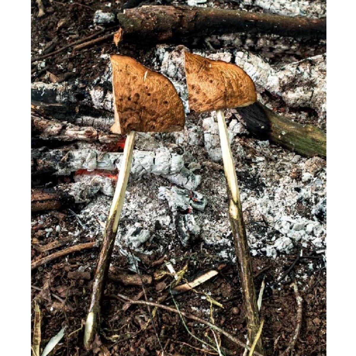 Buch: Koch draussen