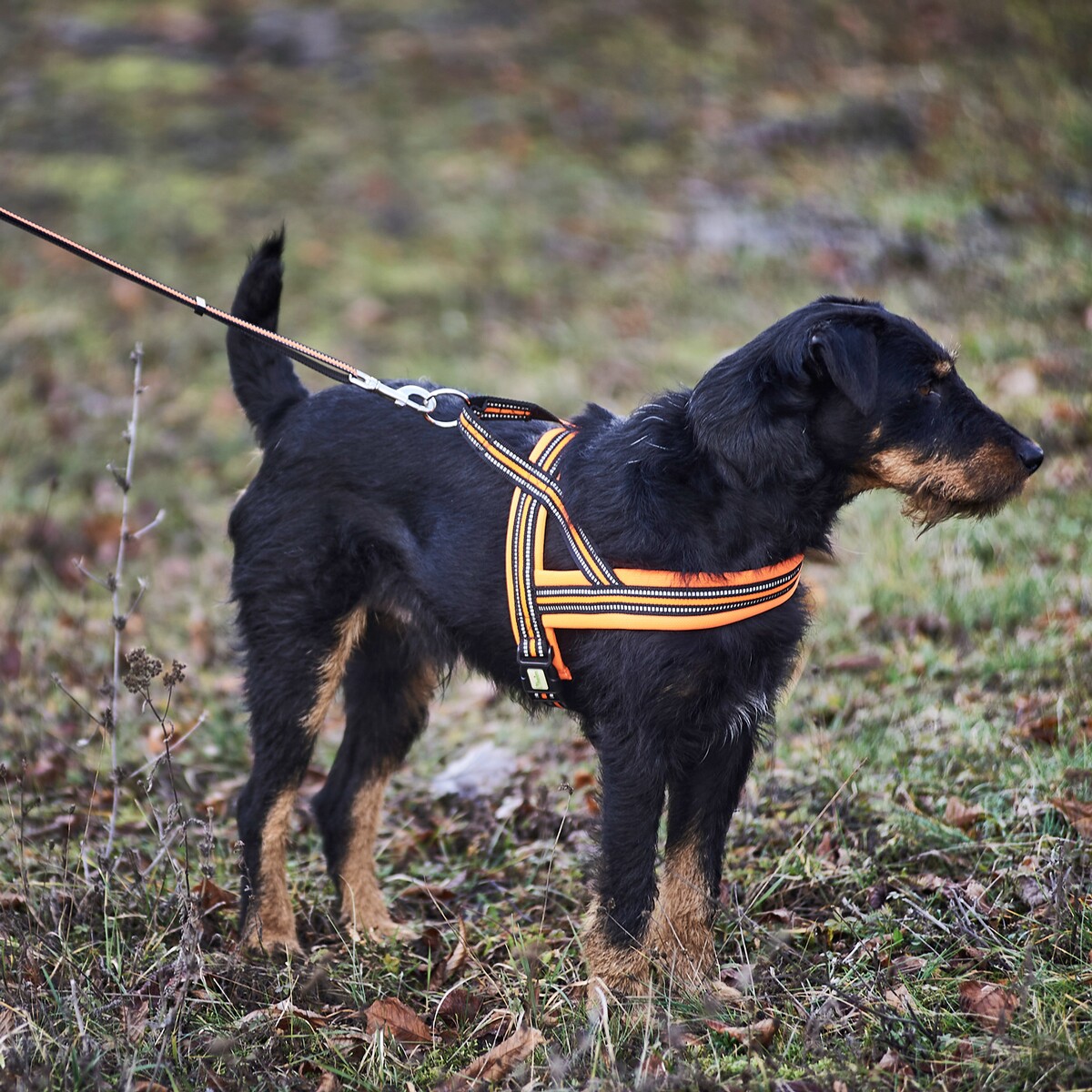 Hundegeschirr Signal – Größe XS (Brustumfang 42–50 cm, Breite 20 mm)
