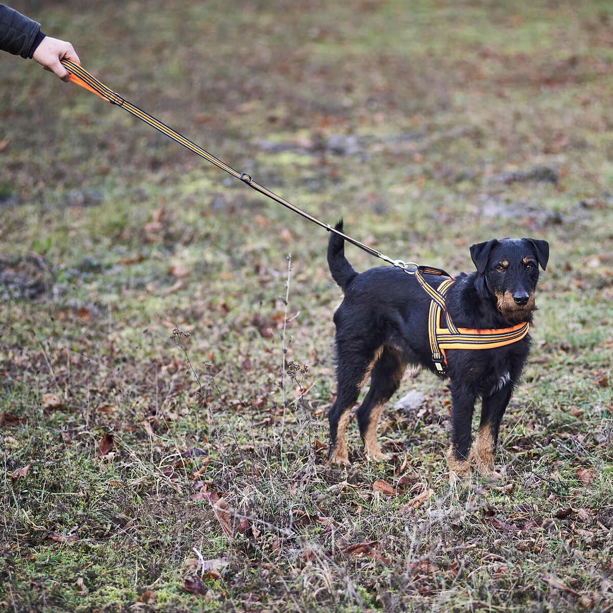 Hundegeschirr Signal – Größe S (Brustumfang 50–58 cm, Breite 20 mm)