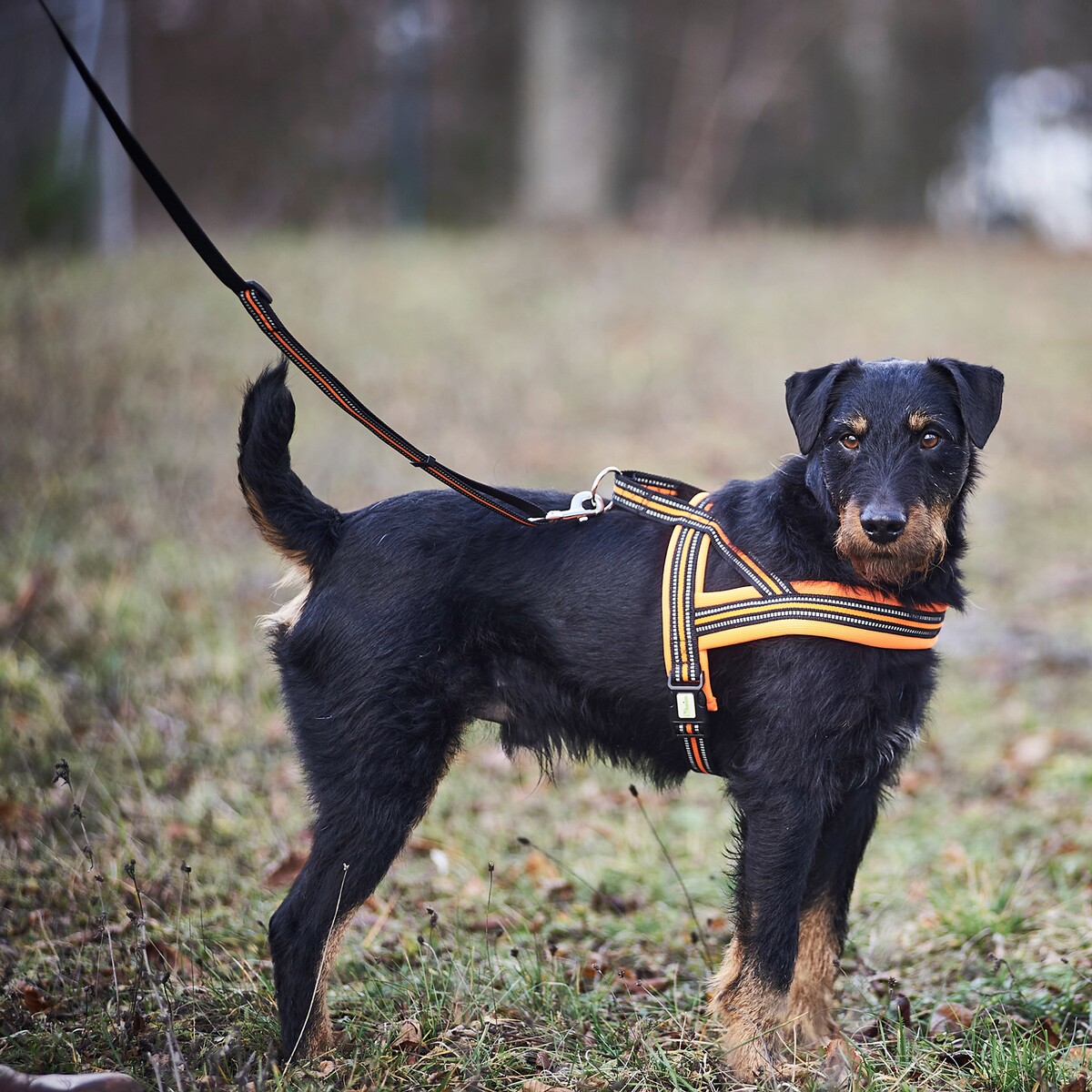 Hundegeschirr Signal – Größe M (Brustumfang 60–70 cm, Breite 25 mm)