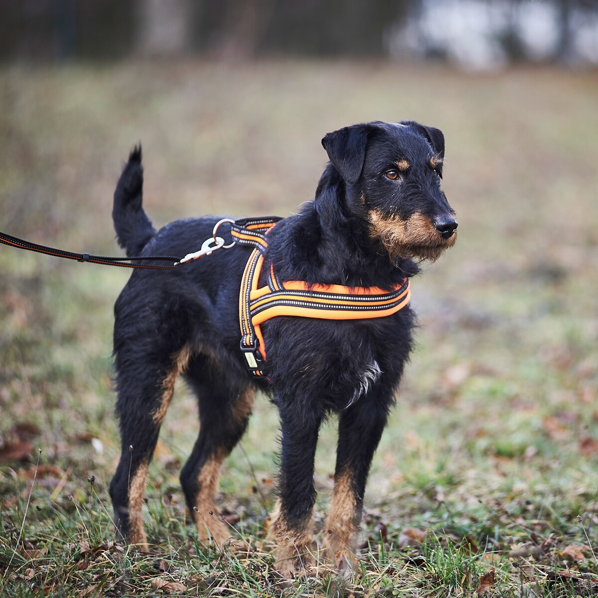 Hundegeschirr Signal – Größe M (Brustumfang 60–70 cm, Breite 25 mm)