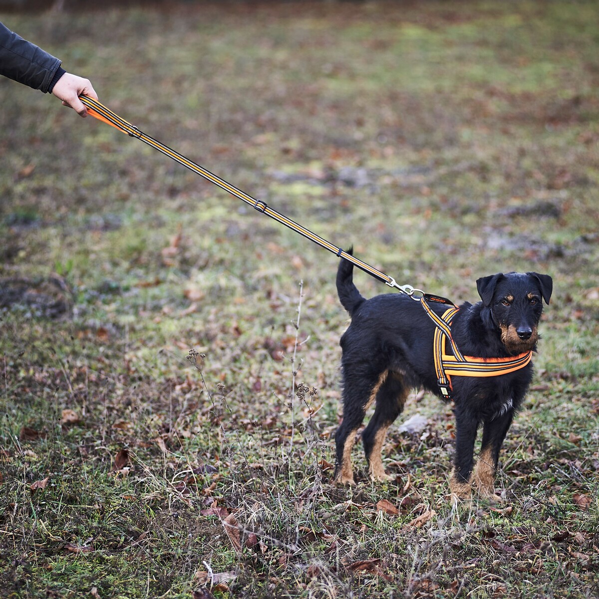 Hundegeschirr Signal – Größe M (Brustumfang 60–70 cm, Breite 25 mm)