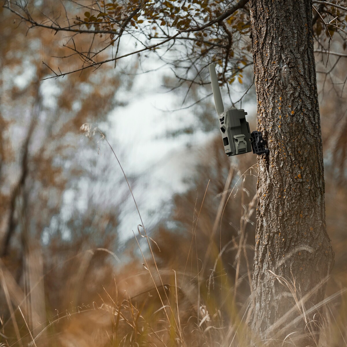 Baumstativ für alle Spypoint Wildkameras