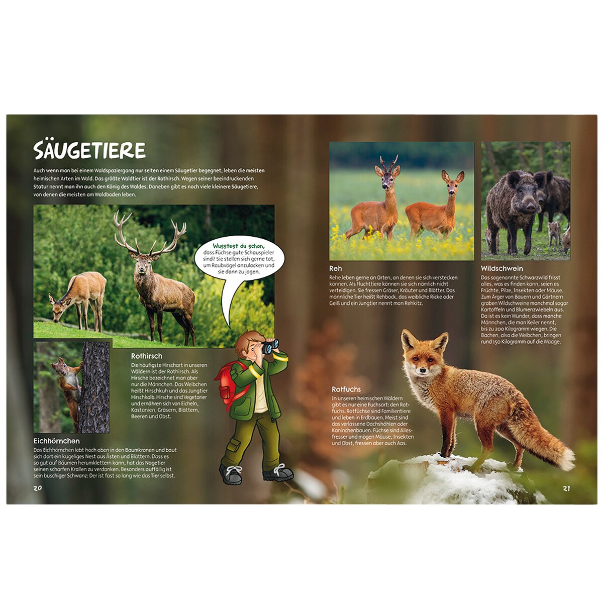 Buch: Im Wald geht´s rund