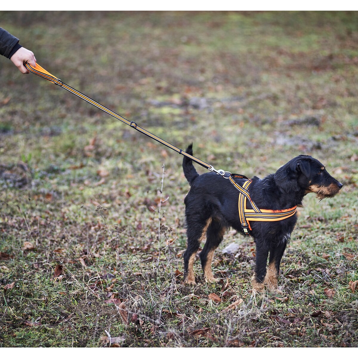 Hundegeschirr Signal – Größe XS (Brustumfang 42–50 cm, Breite 20 mm)